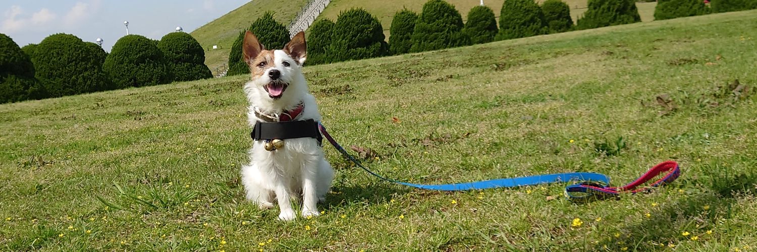 てん🐕🐾🌈 banner