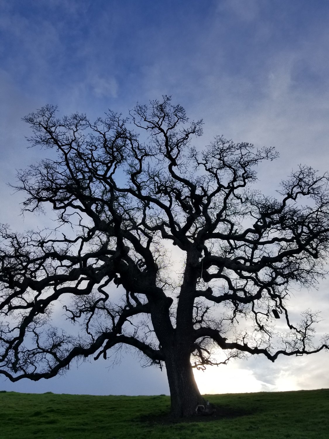 GuiloGrow's profile banner image