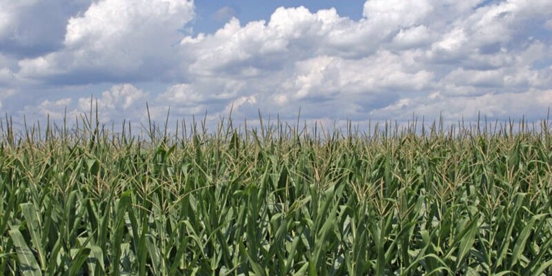 Left Lane Cruiser banner