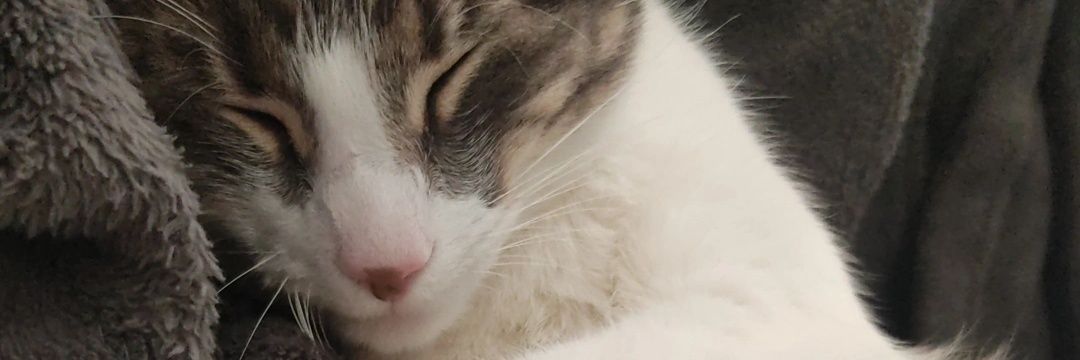 gabitachira's profile banner image