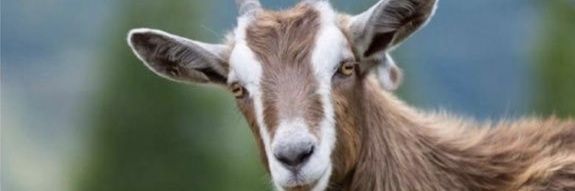 Dwayne o connell banner