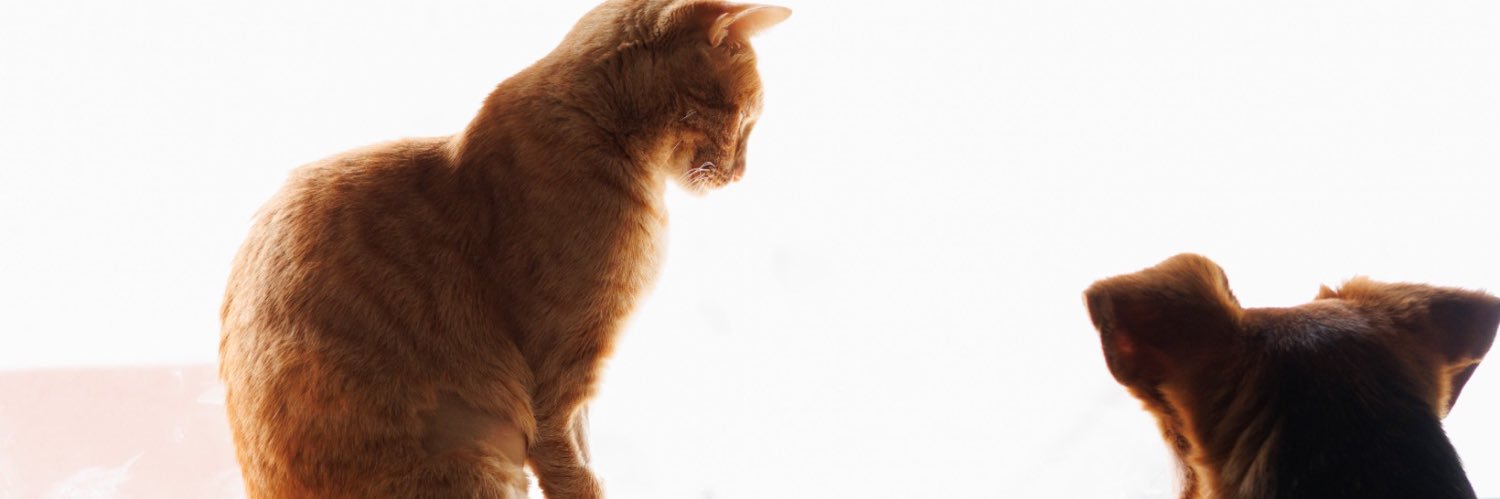 Reina de los lagartos banner