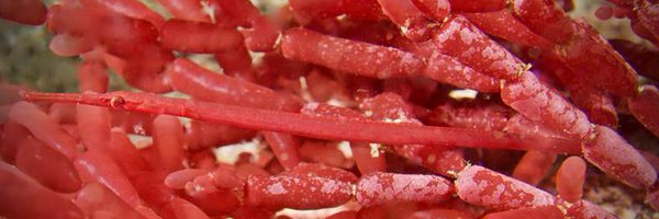 syngnathids Profile Banner