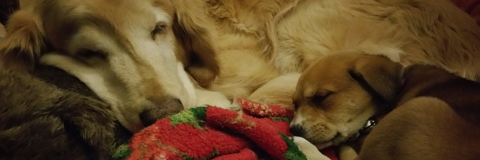 DadOfBarticus's profile banner image