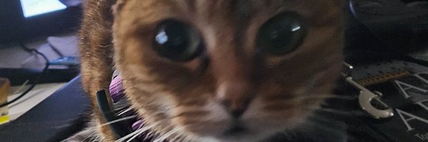 boagnnnnnnn Profile Banner