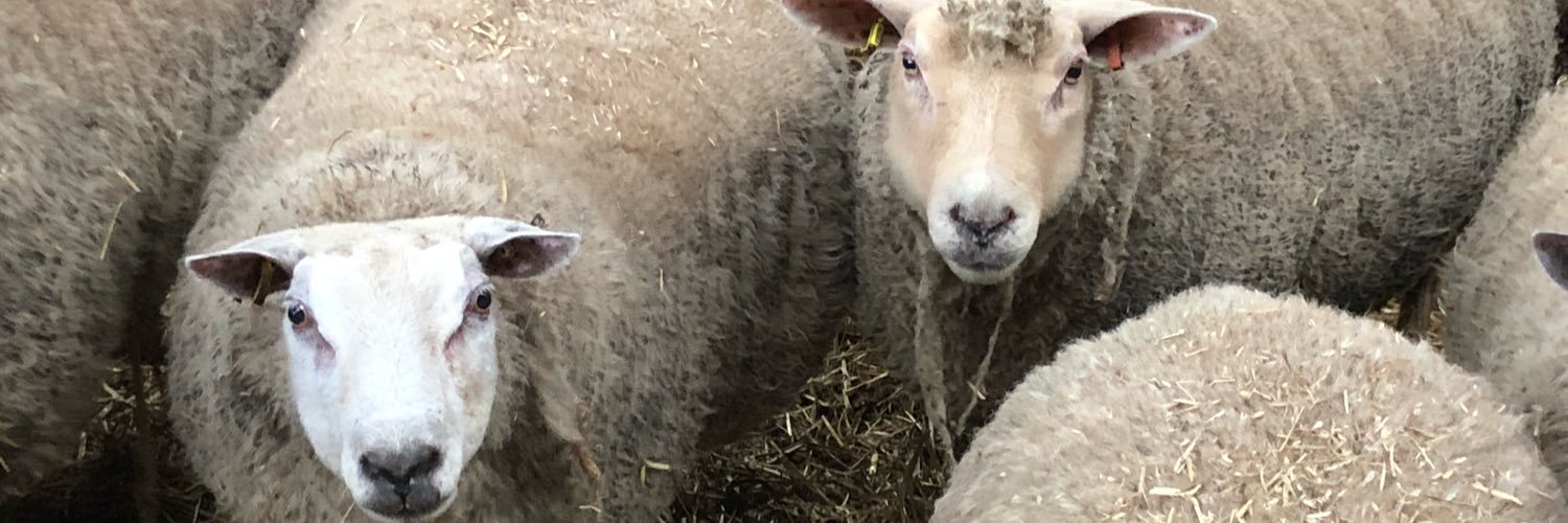 Wise Chapman Sheep's banner