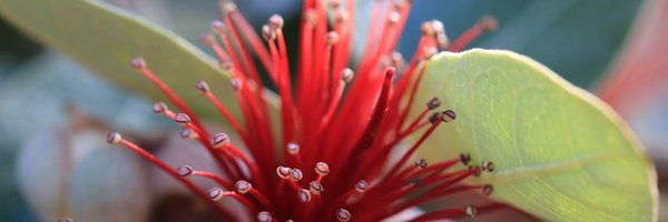 ConservationSA Profile Banner