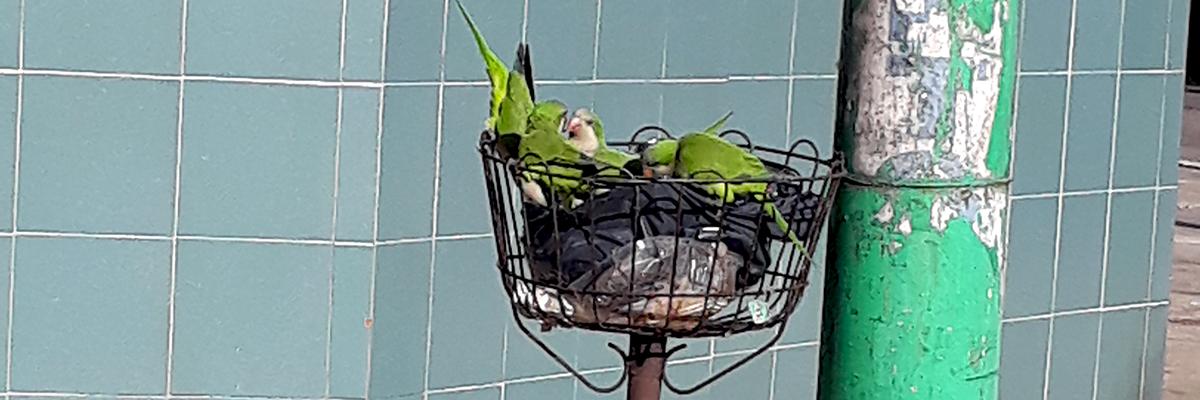 huapilive's profile banner image