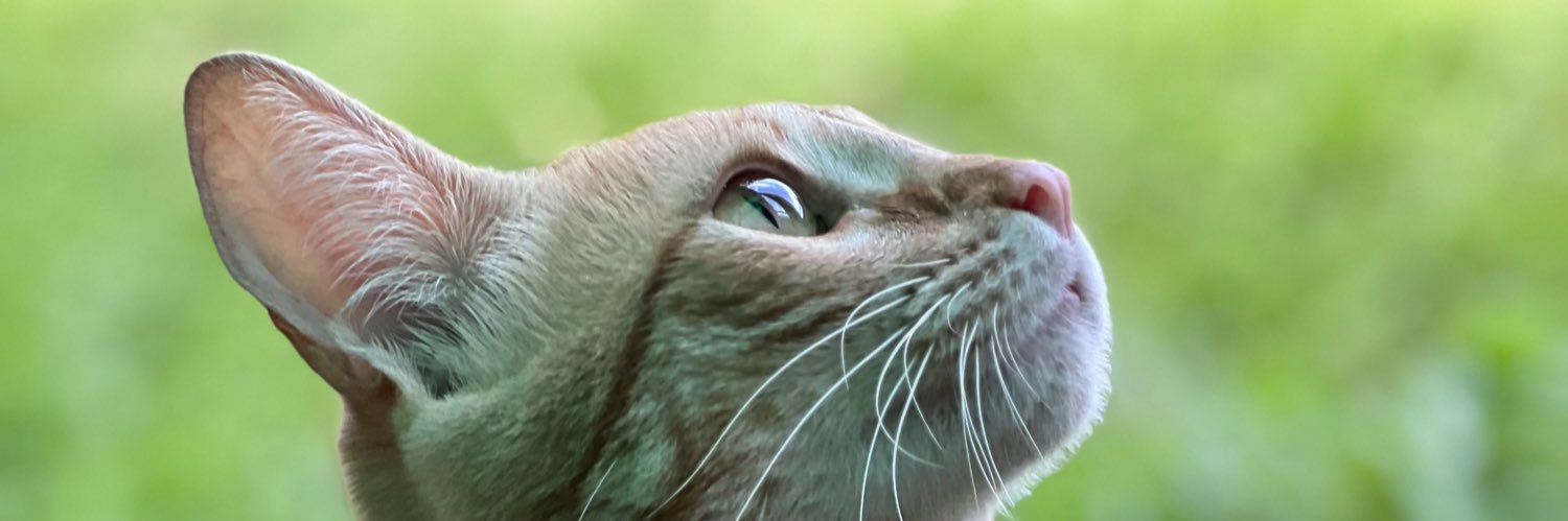Julivolp's profile banner image