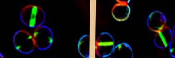 Pereira_ARR Profile Banner