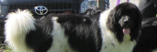 JFSeales's profile banner image