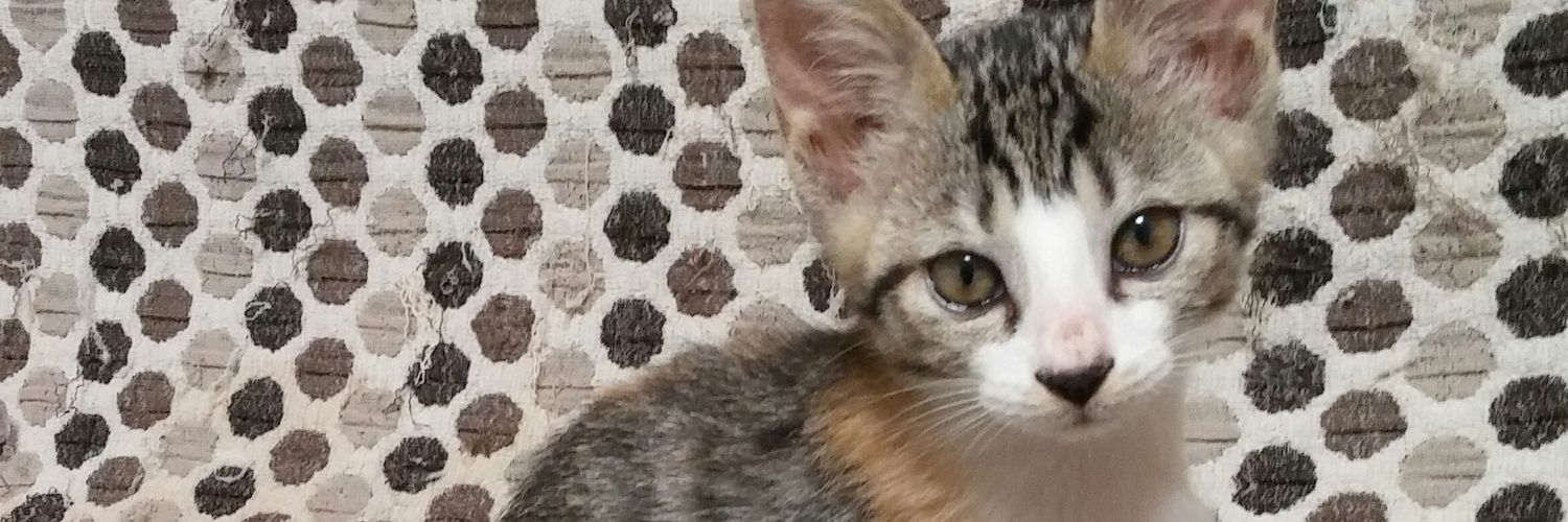 さぼてんキャット(🌵🐱) banner