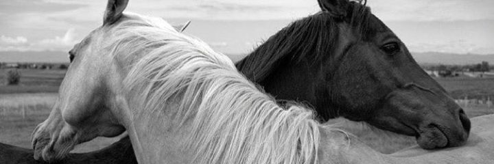 Tubacebi's profile banner image