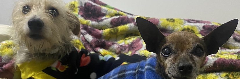 DudaAbranches1's profile banner image