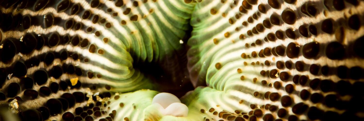 scuba_ve's profile banner image