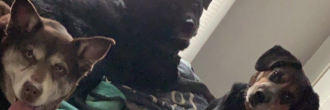 zebrittany's profile banner image