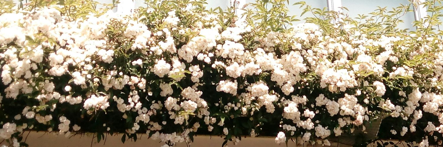 nanahilton's profile banner image