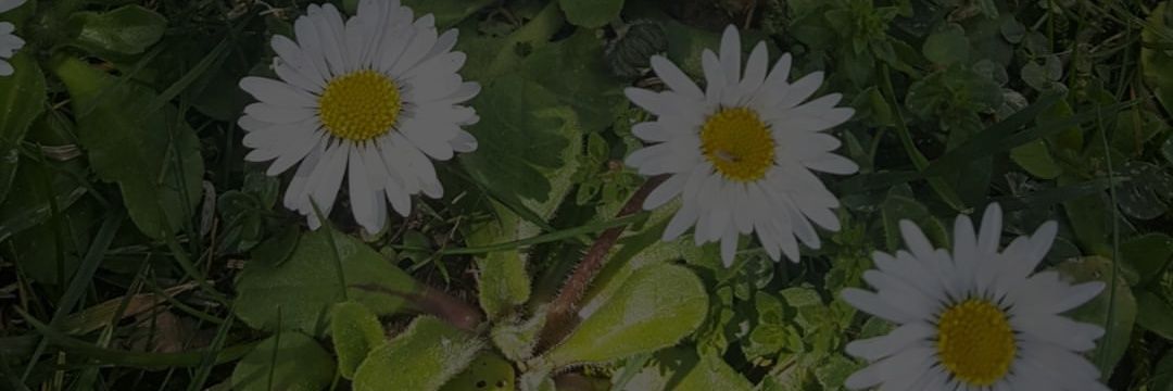 S_Celik76's profile banner image