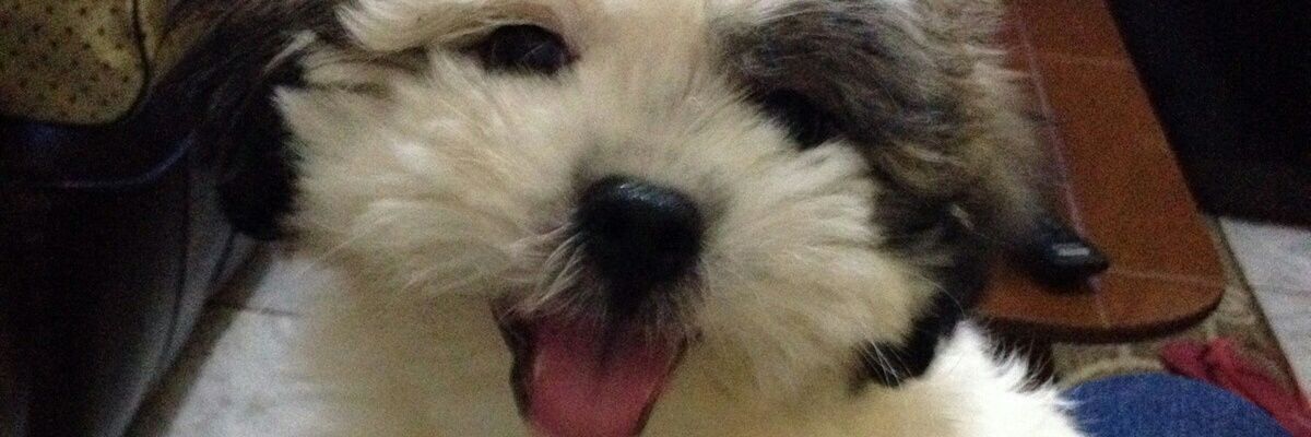 cipelissari's profile banner image