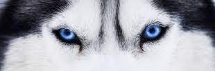 Blue Dog Eyes banner