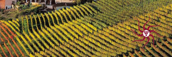 IterVitis Profile Banner