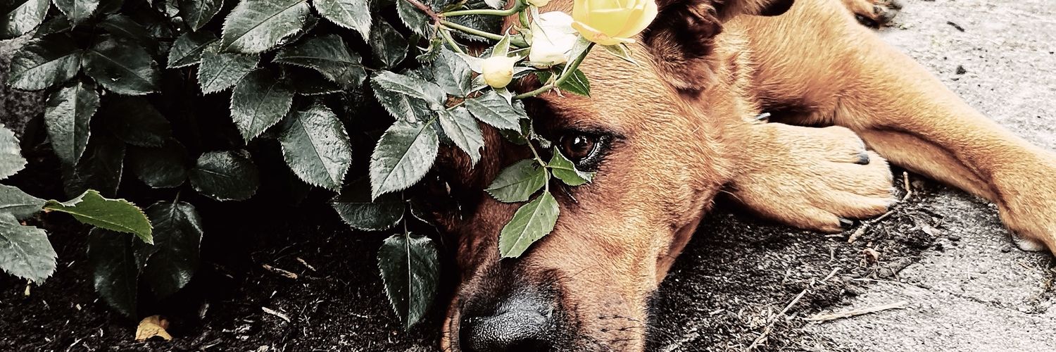 Pauli_Bear's profile banner image