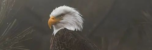 ĎĢƊ banner