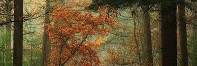 kejwalee's profile banner image