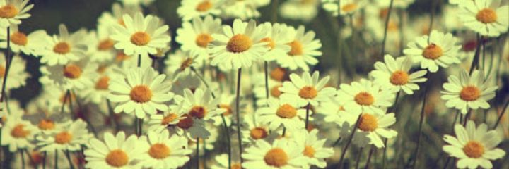 1905dogumlu's profile banner image