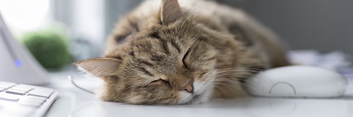 誌乃🐾(マスクする人) banner
