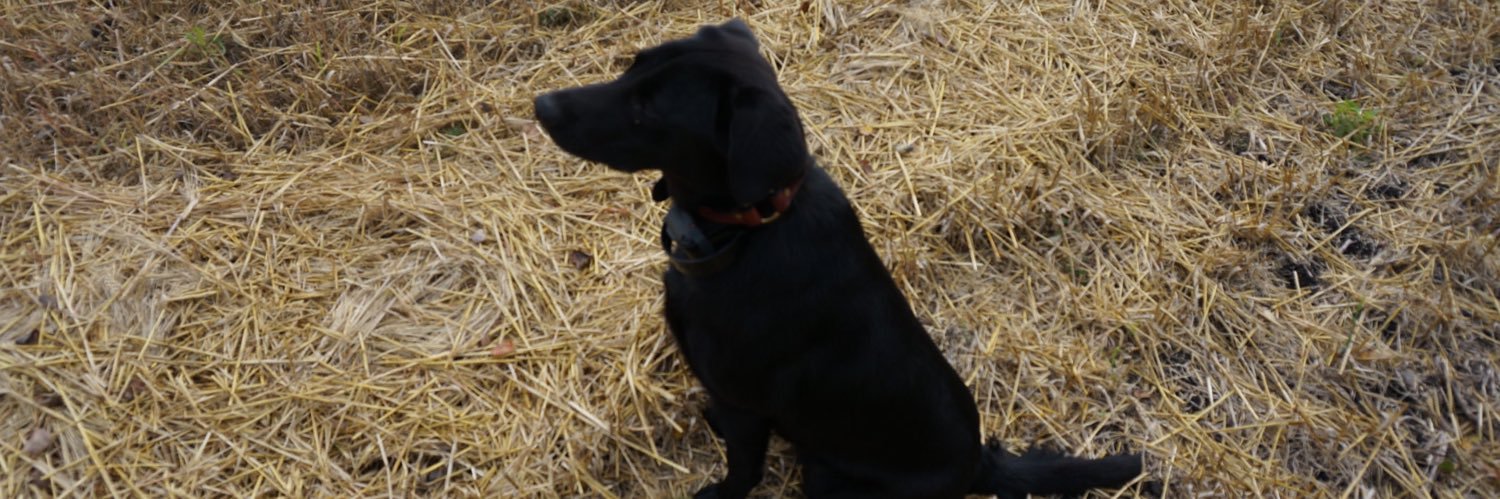 Mark Mi Duck Hunter banner