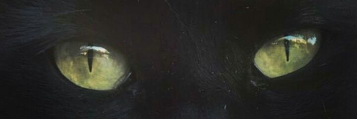 Luttynski's profile banner image