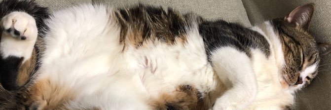 たんごす丸🐼🐾 banner