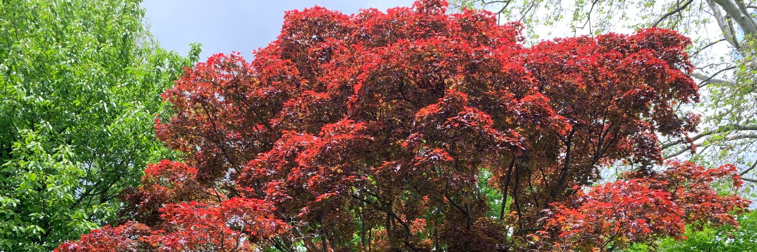 Andreas Pfenning banner