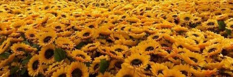 🌻Crystal🌻 banner