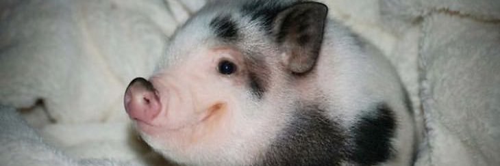 🆒🆕🆑🅰️🅱️🅾️ banner