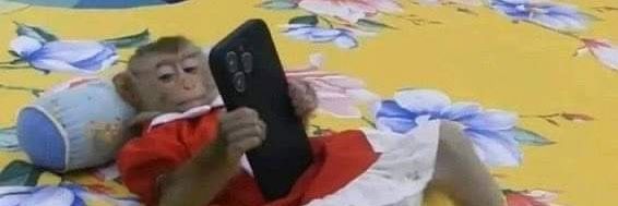 Chickencito_BB's profile banner image