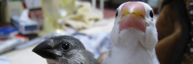 bobo_4424_'s profile banner image