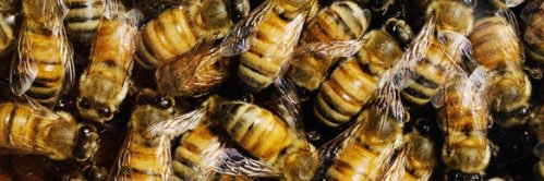 PhillyBeeGuild's profile banner image