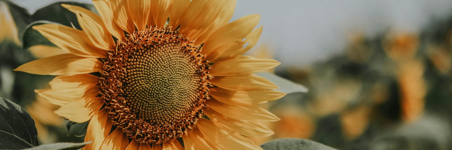 hello_sunni's profile banner image