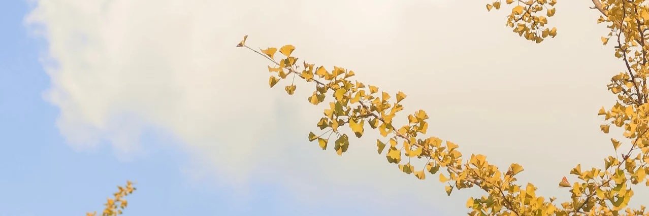 LachowskiConte's profile banner image