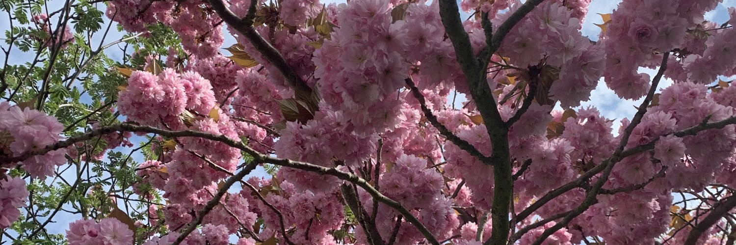 Lois Avison banner