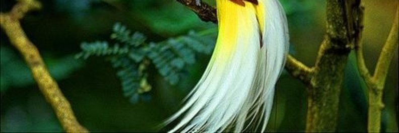 stevenharyanto's profile banner image