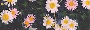 Lidya Corry banner