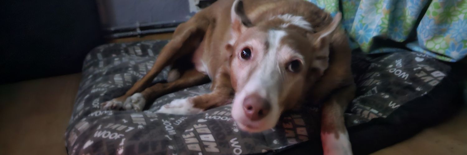 ꧁Jester꧂⁩ banner