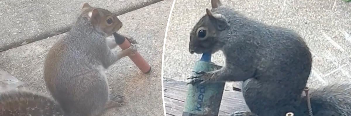 MemeFrog 🐸❌ banner