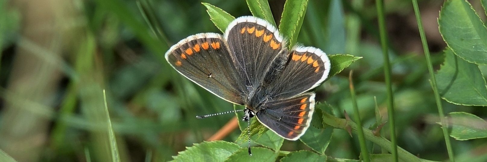 Janice Sutton banner