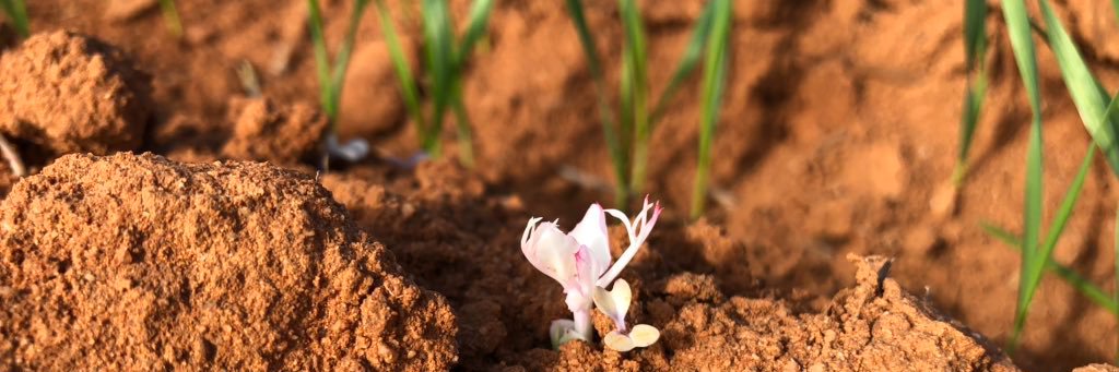 The Honest Agronomist banner