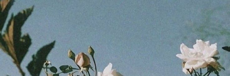 FlyingSwan_'s profile banner image