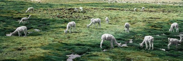 XAMLLlama Profile Banner